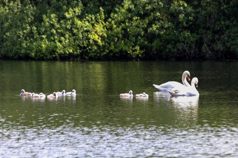 Springtime in Monaghan 2013 (19).jpg